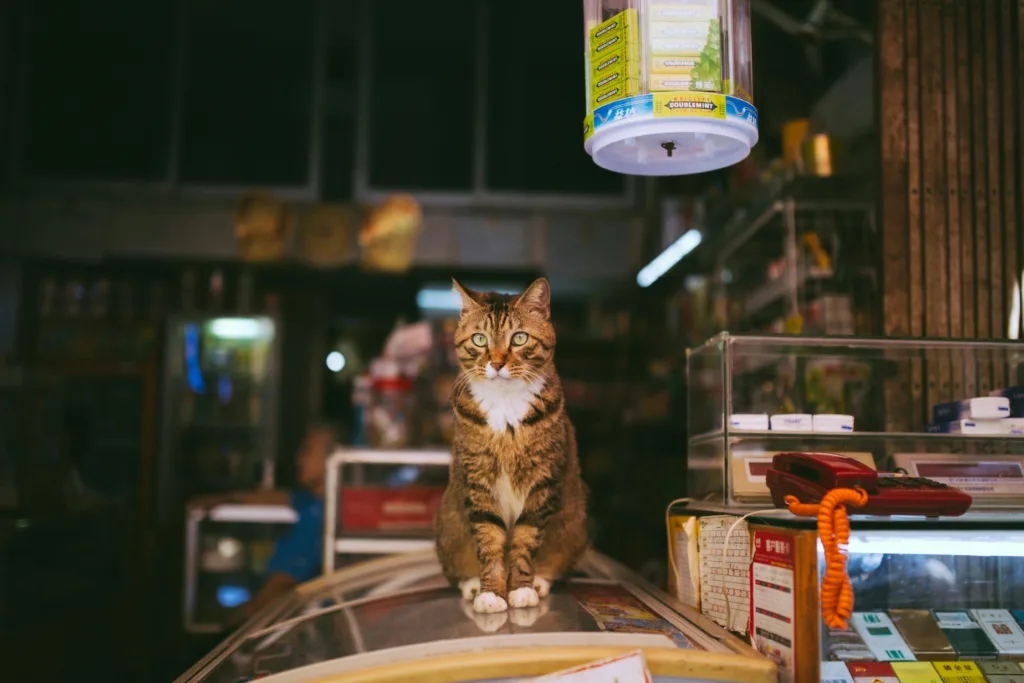 A tabby cat sitting charmingly atop a counter in a cozy store setting, surrounded by merchandise.
